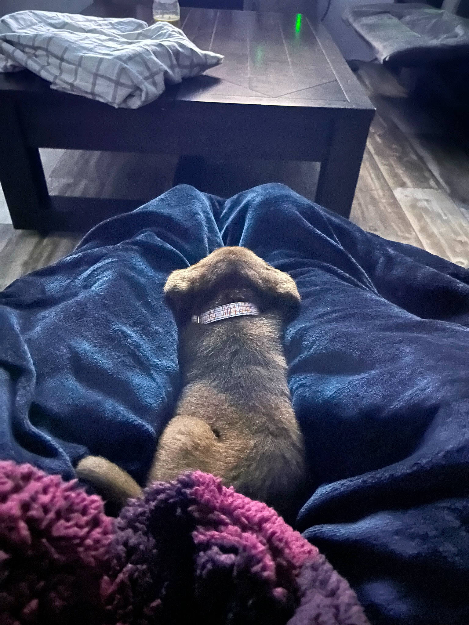 Koda is registered to the contest to win money with this photo: bed_sheet, bedding, black, blue, comfort, companion_dog, dog, dog_breed, electric_blue, fawn, foot, grey, human_leg, light, linens, magenta, purple, room, table, textile