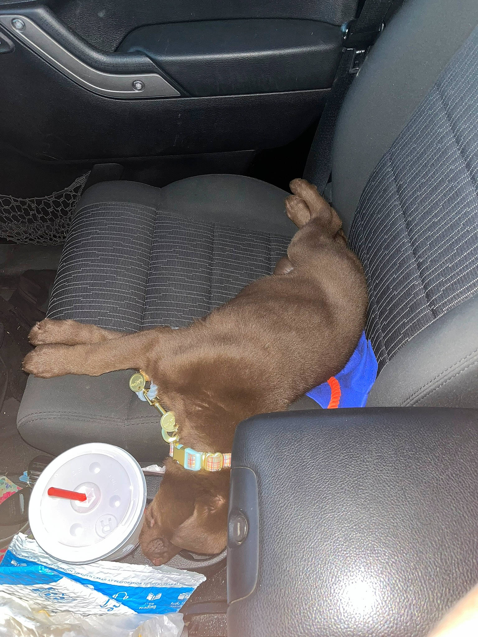 Koda is registered to the contest to win money with this photo: adhesive_tape, auto_part, automotive_exterior, car, car_seat, car_seat_cover, carnivore, comfort, dog, family_car, head_restraint, human_leg, mid_size_car, mixing_bowl, motor_vehicle, personal_luxury_car, seat_belt, serveware, vehicle, vehicle_door
