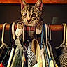 animal, cat, closet, clothing, ears, eyes, face, fashion, funny, hangers, indoor, kitten, paws, pet, photograph, portrait, sitting, social_media, wardrobe, whiskers