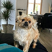 Appy participe au concours pour gagner de l'argent avec cette photo : animal, architecture, building, canine, chair, couch, dog, furniture, homedecor, indoors, interiordesign, jar, livingroom, pet, plant, planter, pottedplant, pottery, room, vase