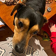 Duke is registered to the contest to win money with this photo: dog, black_and_tan, curious, indoors, person, hoodie, hand, wooden_surface, fabric, close_up, pet, animal, looking_up, casual, home, brown, black, tan, mammal, companion