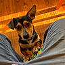 dog, pet, toy, wooden_floor, sunlight, shadow, person, pants, paw, looking_up, indoor, brown, black, tan, collar, cute, ears, flooring, playful, home