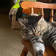 Wizard joined the competition — help win amazing prizes! animal, cardboard_box, carpet, cat, chair, clutter, cozy, feline, fur, furniture, grooming, indoor, jacket, paw, pet, relaxed, sleepy, tabby, whiskers, wooden_chair