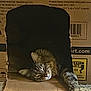 Wizard joined the competition — help win amazing prizes! animal, brown, cardboard_box, carpet, cat, cozy, cute, feline, fur, home, indoor, paw, pet, relaxed, resting, sleepy, stretching, striped, tabby, whiskers
