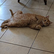 Daffy joined the competition — help win amazing prizes! animal, cat, curious, cute, domestic_cat, ears, feline, floor, fur, indoor, lying_down, orange_tabby, paws, pet, relaxed, shadow, tail, tile_floor, whiskers, wooden_chair
