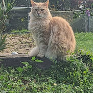 Odyssé a rejoint le concours — aidez-le/la à gagner de superbes lots ! cat, fluffy_cat, orange_cat, animal, pet, grass, plants, outdoor, garden, wood, nature, fence, tree, leaf, greenery, sitting, fur, mammal, wildlife, daylight