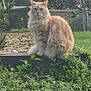 cat, fluffy_cat, orange_cat, animal, pet, grass, plants, outdoor, garden, wood, nature, fence, tree, leaf, greenery, sitting, fur, mammal, wildlife, daylight