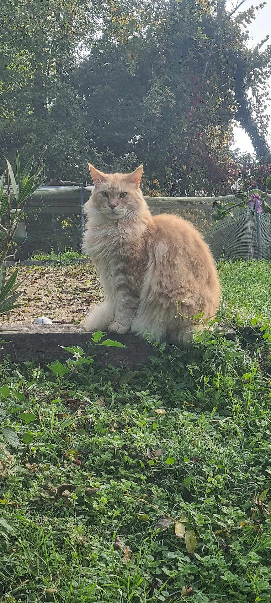 Odyssé a rejoint le concours — aidez-le/la à gagner de superbes lots ! cat, fluffy_cat, orange_cat, animal, pet, grass, plants, outdoor, garden, wood, nature, fence, tree, leaf, greenery, sitting, fur, mammal, wildlife, daylight