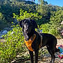 dog, black_dog, harness, outdoor, nature, greenery, bushes, trees, rock, sunlight, person, water_bottle, snack, blue_sky, animal, pet, daylight, canine, standing, forest