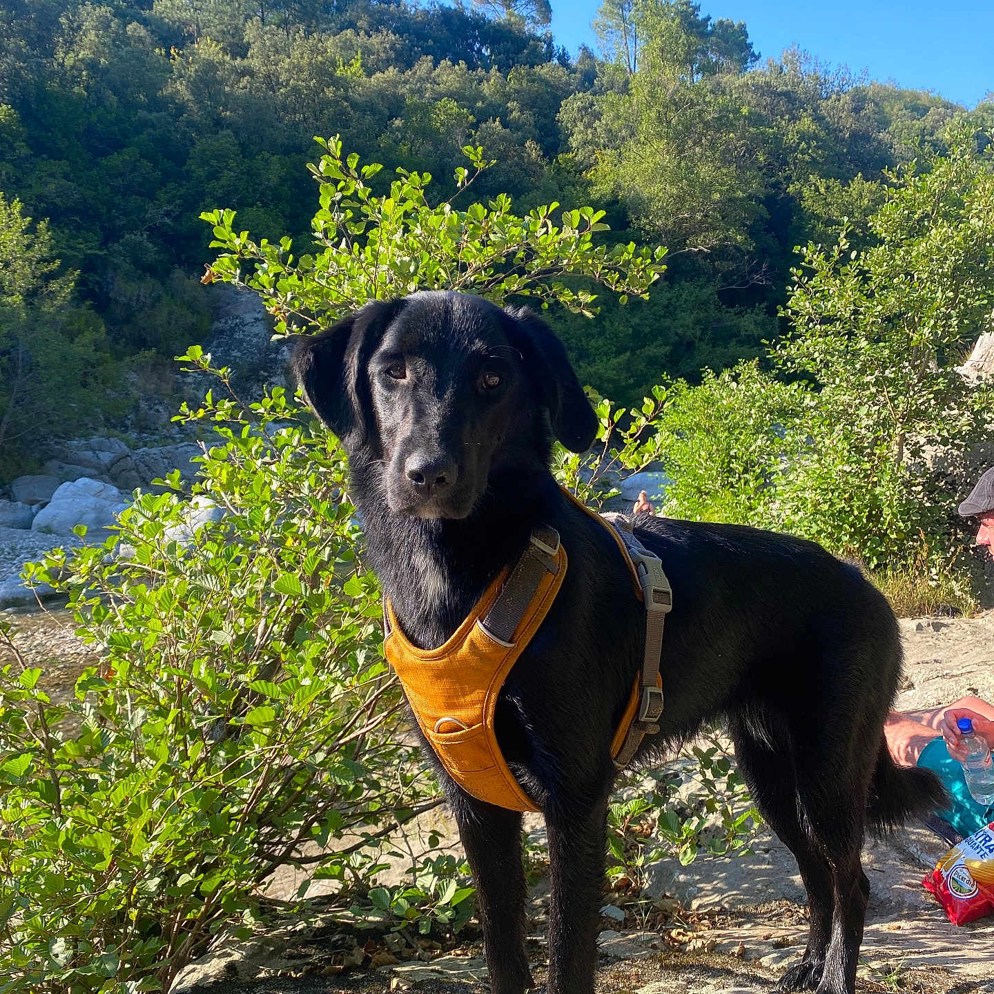 Willow a rejoint le concours — aidez-le/la à gagner de superbes lots ! animal, black_dog, blue_sky, bushes, canine, daylight, dog, forest, greenery, harness, nature, outdoor, person, pet, rock, snack, standing, sunlight, trees, water_bottle
