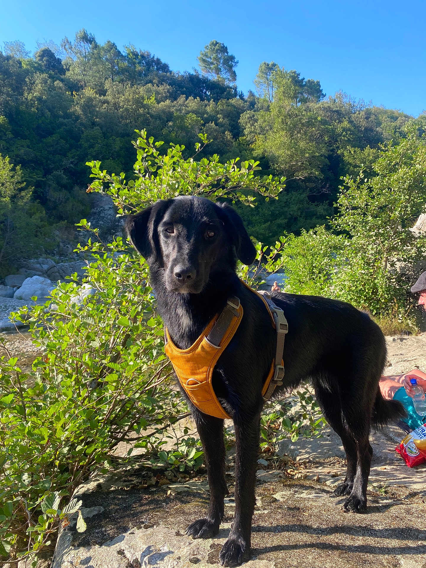 Willow a rejoint le concours — aidez-le/la à gagner de superbes lots ! dog, black_dog, harness, outdoor, nature, greenery, bushes, trees, rock, sunlight, person, water_bottle, snack, blue_sky, animal, pet, daylight, canine, standing, forest