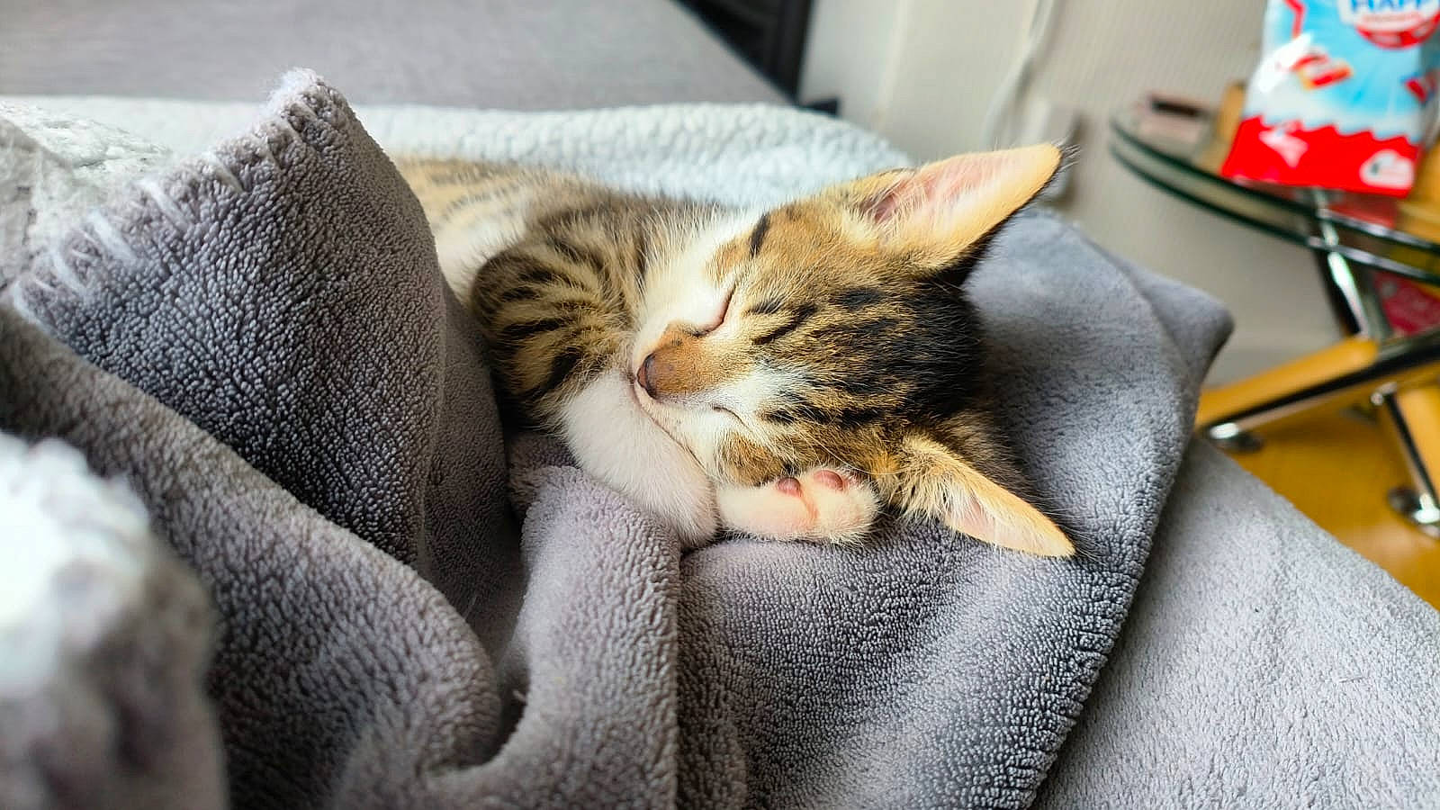 Toby joined the competition — help win amazing prizes! carmine, carnivore, cat, claw, comfort, couch, domestic_short_haired_cat, felidae, fur, nap, paw, sitting, sleep, small_to_medium_sized_cats, snout, tail, whiskers
