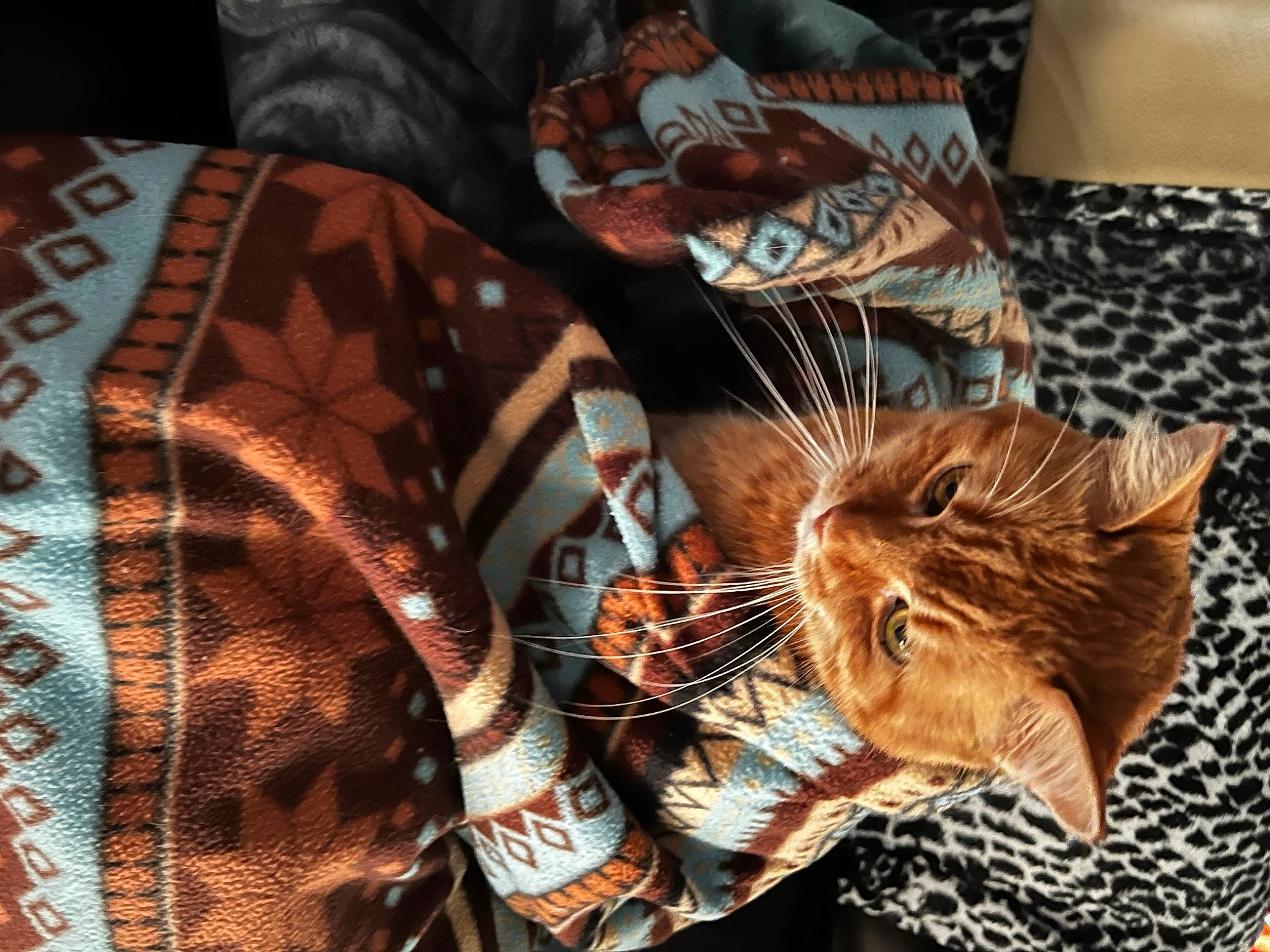 Jackie is registered to the contest to win money with this photo: bag, carnivore, cat, domestic_short_haired_cat, eyewear, fashion_accessory, fawn, felidae, fur, linens, nap, pattern, plaid, room, small_to_medium_sized_cats, snout, t_shirt, tail, tree, whiskers