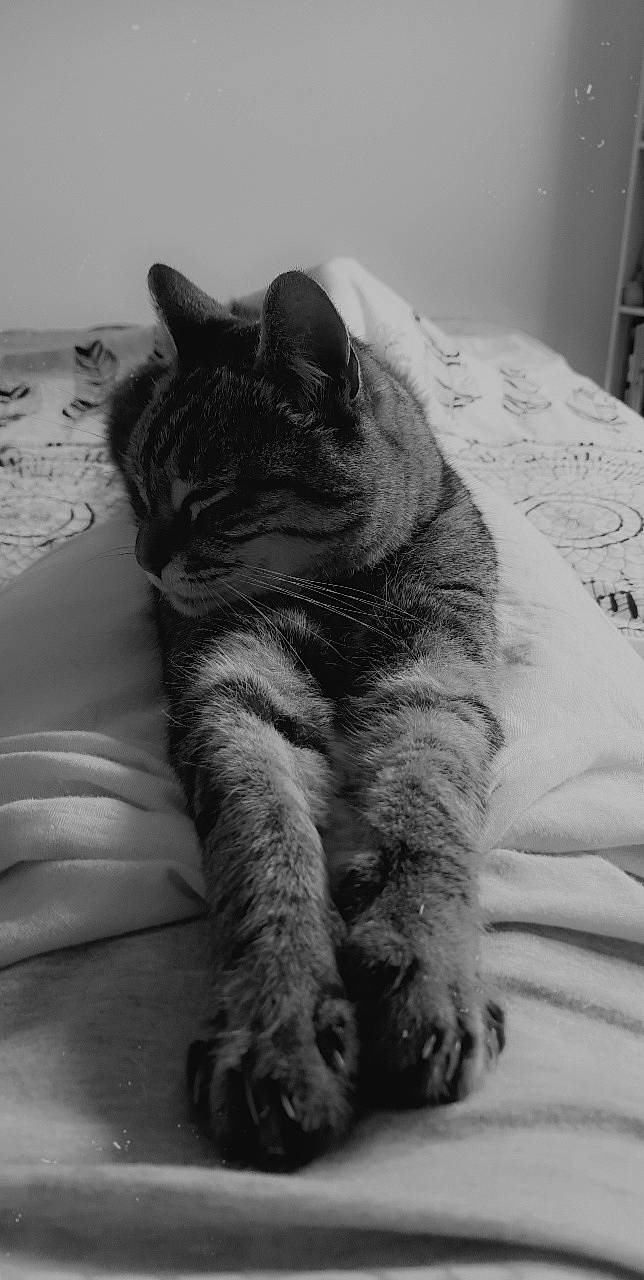 Halie participe au concours pour gagner de l'argent avec cette photo : black_and_white, carnivore, cat, claw, comfort, domestic_short_haired_cat, felidae, fur, grey, human_leg, mammal, monochrome, monochrome_photography, nap, paw, sitting, small_to_medium_sized_cats, style, tail, whiskers