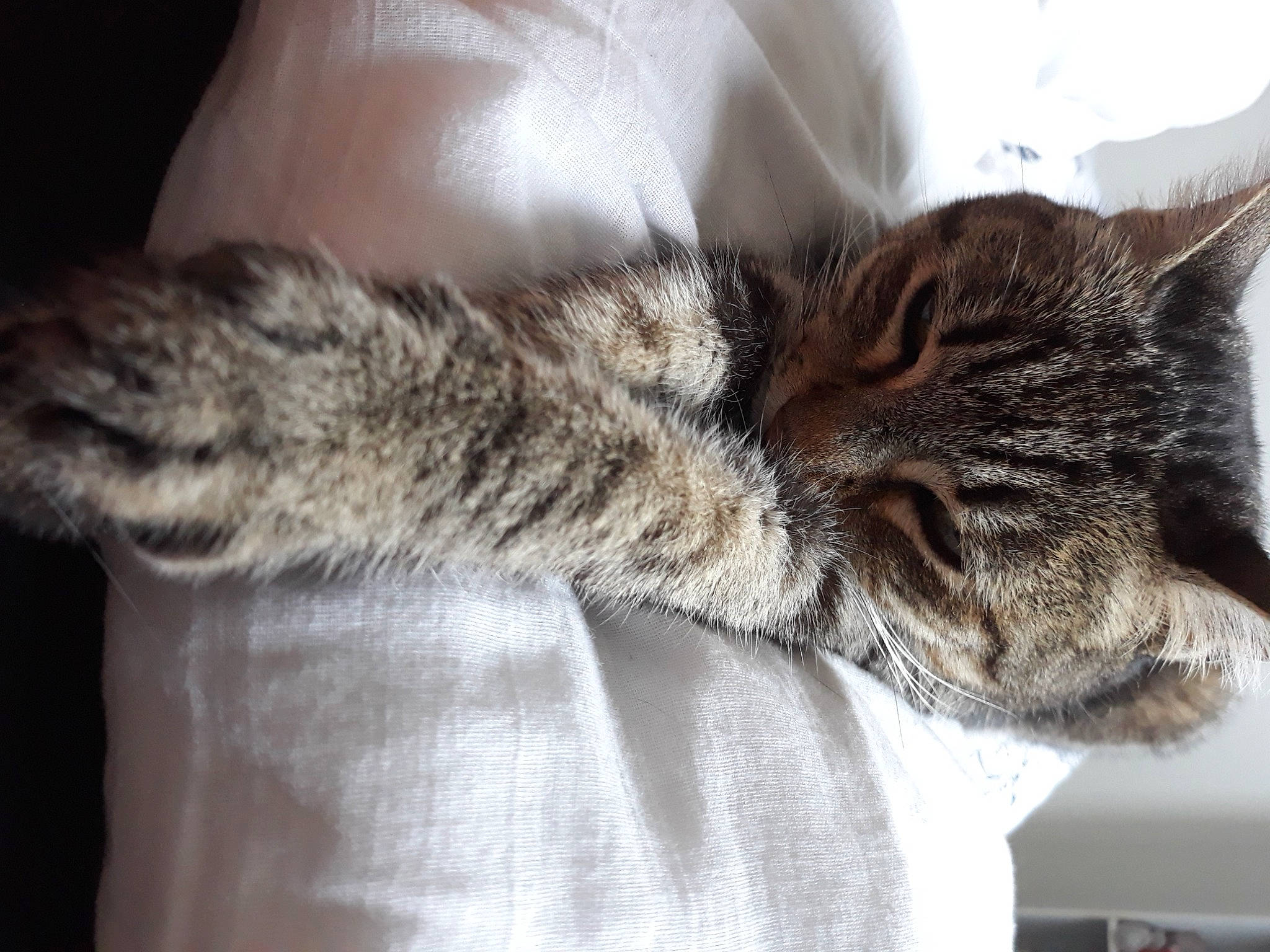 Halie participe au concours pour gagner de l'argent avec cette photo : carnivore, cat, claw, comfort, domestic_short_haired_cat, ear, felidae, fur, gesture, grey, nap, paw, sleep, small_to_medium_sized_cats, tail, terrestrial_animal, tree, whiskers