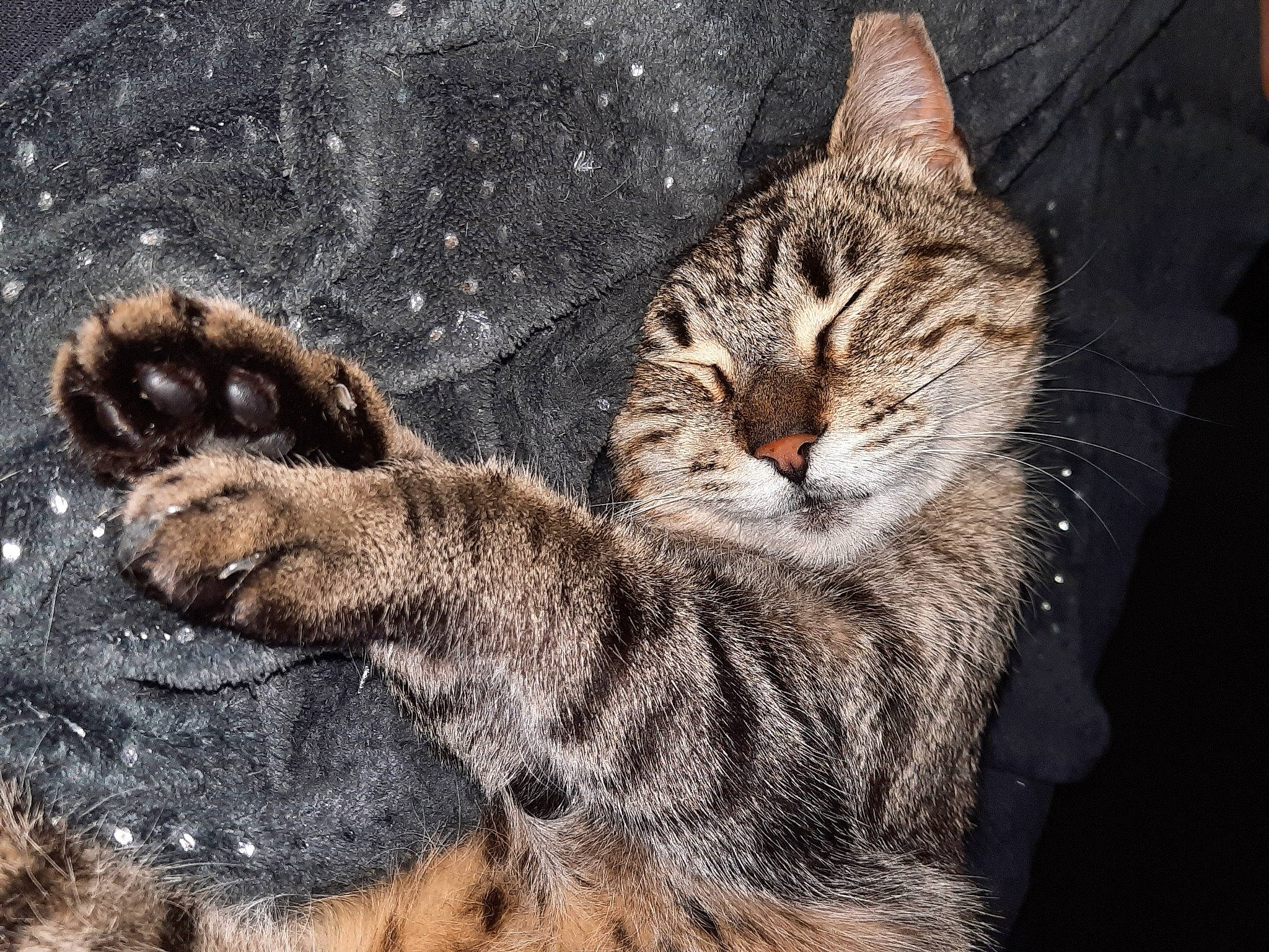 Halie participe au concours pour gagner de l'argent avec cette photo : carnivore, cat, claw, domestic_short_haired_cat, felidae, fur, grass, paw, photo_caption, sitting, small_to_medium_sized_cats, snout, soil, tail, terrestrial_animal, whiskers, wildlife