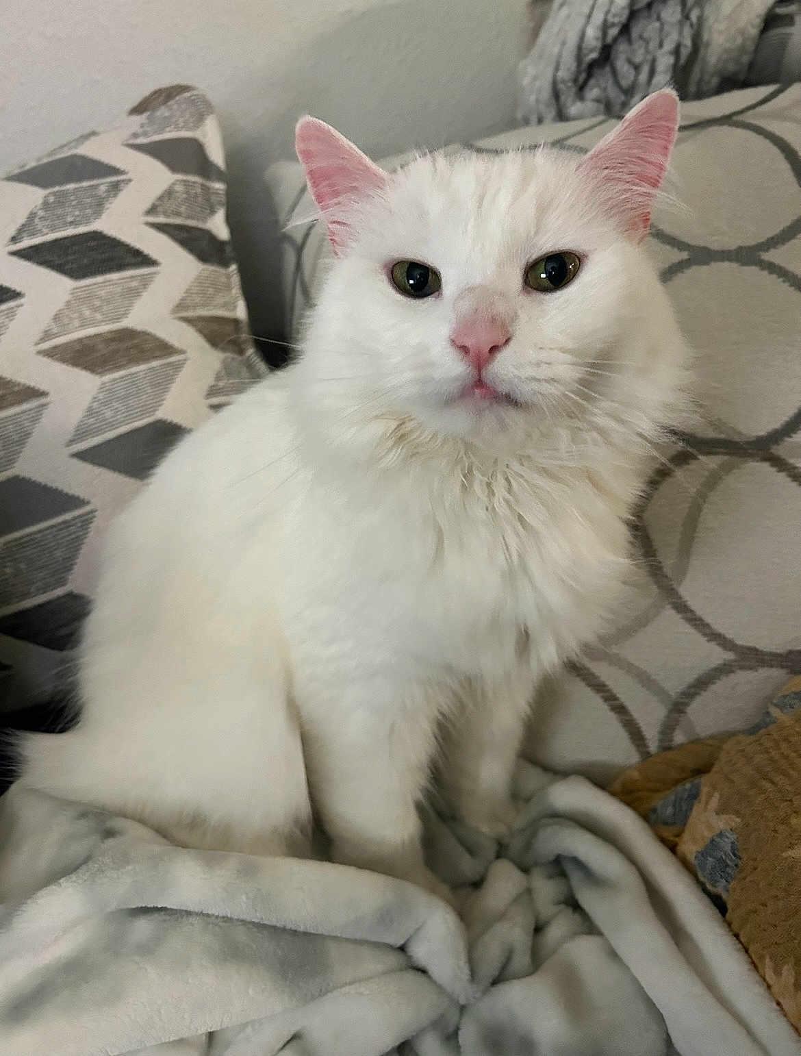 Frida is registered to the contest to win money with this photo: cat, white_cat, fluffy, pet, indoor, blanket, cushion, sofa, furniture, pink_ears, pink_nose, fur, animal, cute, domestic_cat, sitting, portrait, closeup, relaxed, cozy
