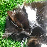 Bezette participe au concours pour gagner de l'argent avec cette photo : cat, black_and_white, whiskers, grass, outdoor, sleeping, fur, pet, animal, close_up, nature, relaxed, cute, mammal, daylight, soft_focus, whisker, resting, feline, domestic_cat