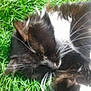 cat, black_and_white, whiskers, grass, outdoor, sleeping, fur, pet, animal, close_up, nature, relaxed, cute, mammal, daylight, soft_focus, whisker, resting, feline, domestic_cat