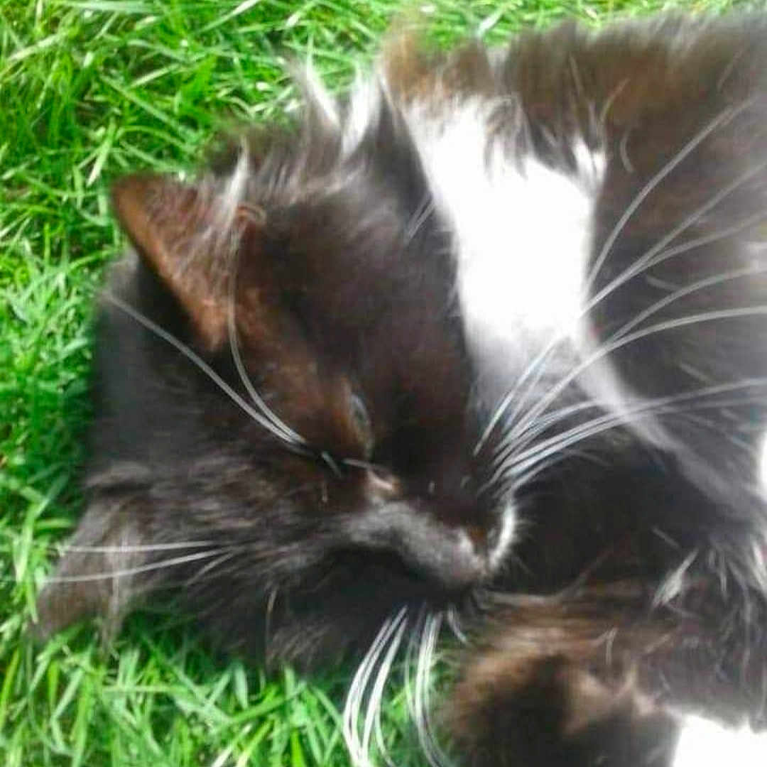 Bezette participe au concours pour gagner de l'argent avec cette photo : animal, black_and_white, cat, close_up, cute, daylight, domestic_cat, feline, fur, grass, mammal, nature, outdoor, pet, relaxed, resting, sleeping, soft_focus, whisker, whiskers