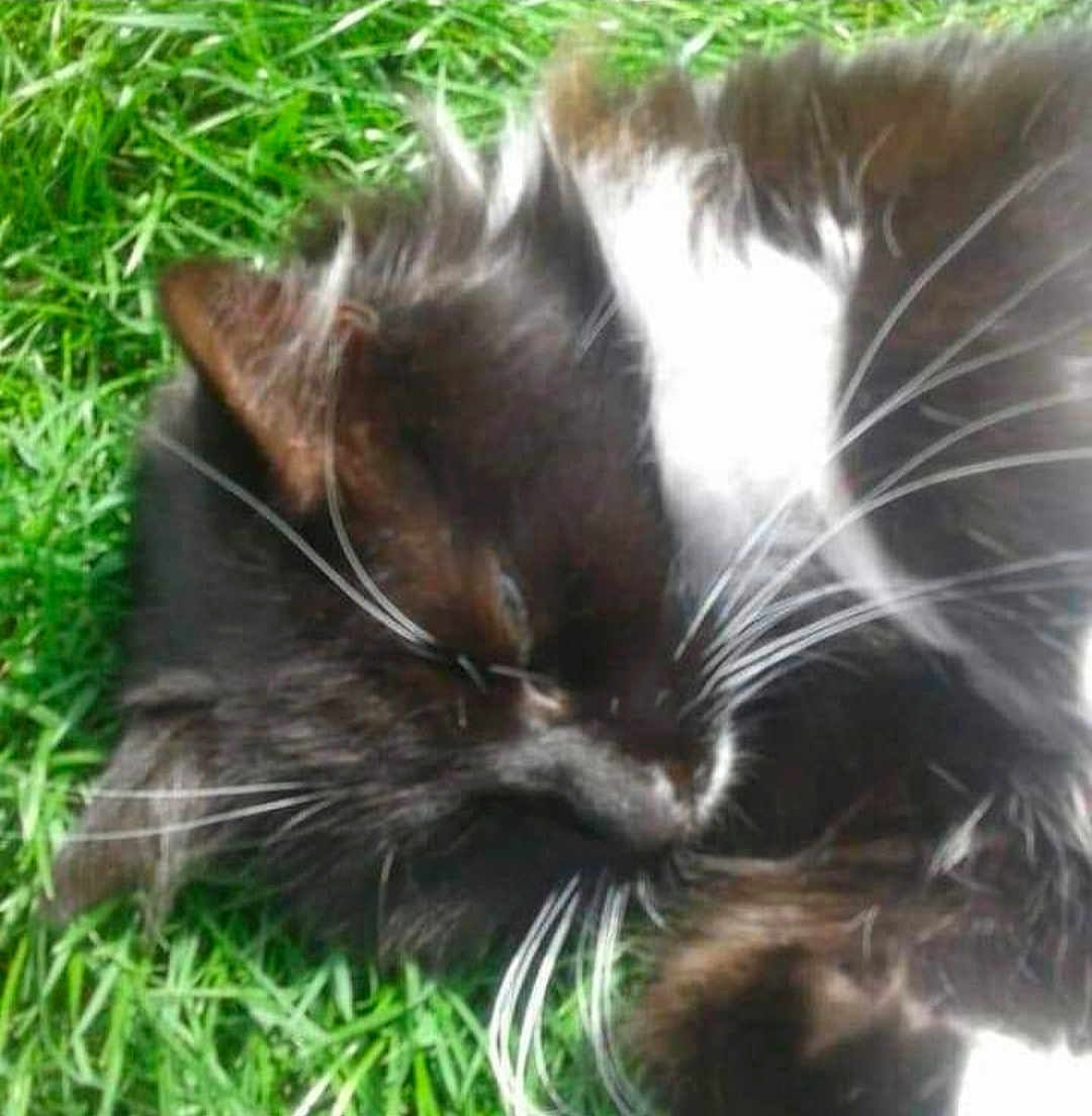 Bezette participe au concours pour gagner de l'argent avec cette photo : cat, black_and_white, whiskers, grass, outdoor, sleeping, fur, pet, animal, close_up, nature, relaxed, cute, mammal, daylight, soft_focus, whisker, resting, feline, domestic_cat