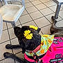 animal, bandana, canine, chair, collar, dog, dog_collar, dog_leash, domestic_animal, floor_tiles, indoor, leash, pet_accessory, pink_vest, resting, service_animal, service_dog, tiled_floor, working_dog, yellow_bows