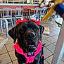 animal, black_dog, bow, canine, chair, companion, dog, friendly, harness, indoor, obedient, people, pet, pink_harness, red_bow, restaurant, service_dog, table, tile_floor, waiting