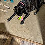 animal, black, brindle, brown, canine, carpet, chewing, collar, dog, floor, furniture, home, indoor, paws, pet, pink, playful, resting, toy, wood_floor