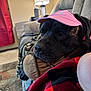 Major joined the competition — help win amazing prizes! animal, black_dog, blanket, cap, closeup, comfort, couch, cozy, dog, furniture, home, indoor, lamp, living_room, nap, pet, pillow, pink_cap, relaxed, resting