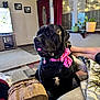 animal, black_dog, blanket, bow, carpet, curtain, dog, domestic, door, floor, furniture, interior, living_room, pet, pink_bow, potted_plant, relaxing, television, tongue_out, window