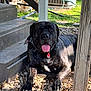 air_conditioner, animal, bandana, black_coat, closeup, collar, daylight, dog, grass, nature, outdoor, pet, relaxed, resting, rock, shadow, stairs, sunlight, tongue, wood