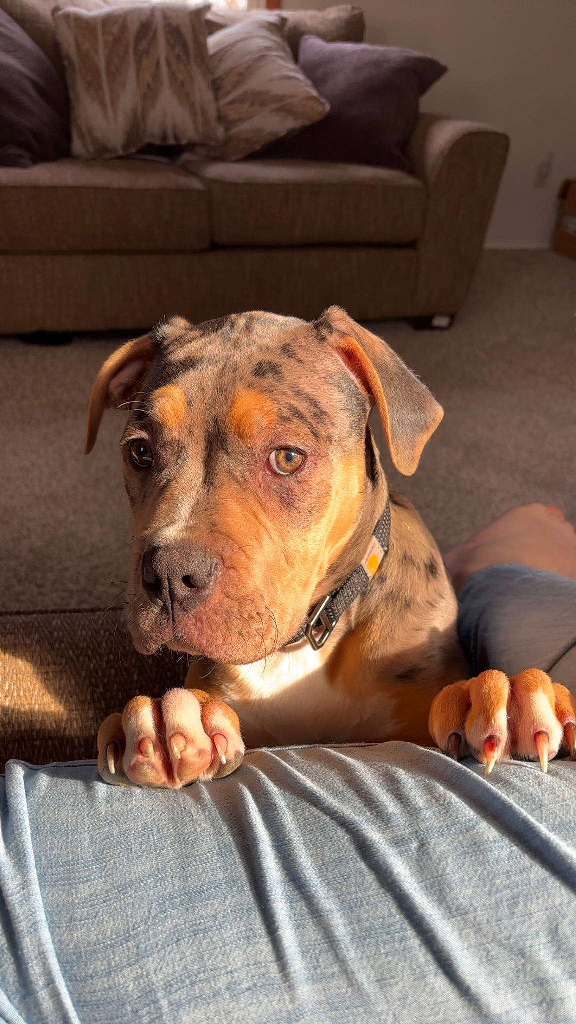 Zee joined the competition — help win amazing prizes! canidae, carnivore, collar, comfort, companion_dog, couch, dog, dog_breed, dog_supply, fawn, flooring, fur, guard_dog, liver, snout, sporting_group, terrestrial_animal, whiskers, working_animal, wrinkle