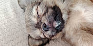 Yuky participe au concours pour gagner de l'argent avec cette photo : puppy, dog, sleeping, close_up, fur, cozy, blanket, pet, animal, cute, nap, resting, young_dog, soft, face, whiskers, ears, muzzle, adorable, indoor