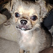 Yuky participe au concours pour gagner de l'argent avec cette photo : adorable, animal, attention, close_up, cozy, cute, dog, eyes, fluffy, furry, indoor, nose, pet, portrait, puppy, sitting, small_dog, soft_lighting, whiskers, young_dog