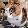 cat, calico, whiskers, pet, feline, close_up, striped_blanket, indoor, soft_lighting, relaxed, fur, ears, animal, domestic, cute, sitting, portrait, face, eyes, nose