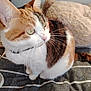 cat, calico, pet, feline, whiskers, fur, green_eyes, striped_fabric, blanket, cushion, indoor, cozy, sitting, closeup, domestic_animal, animal, soft_texture, relaxed, collar, side_view