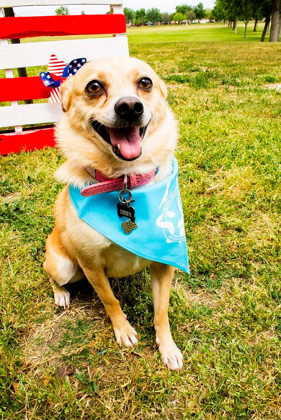 Libby Lou is registered to the contest to win money with this photo: carnivore, collar, companion_dog, dog, dog_breed, dog_clothes, dog_collar, dog_supply, fashion_accessory, fawn, grass, happy, leash, plant, recreation, sky, sporting_group, tail, tree, working_dog