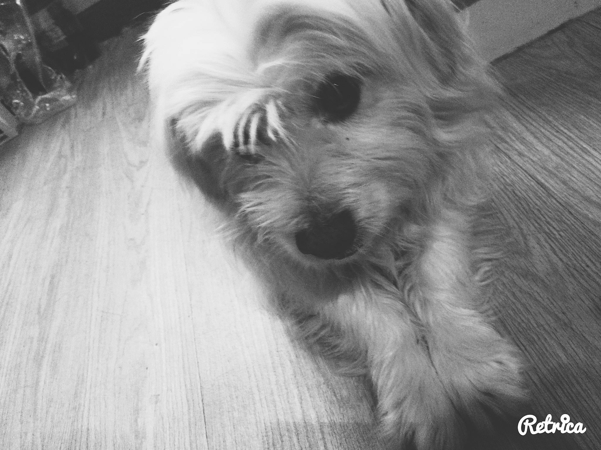 Guss a rejoint le concours — aidez-le/la à gagner de superbes lots ! cairn_terrier, canidae, carnivore, companion_dog, dog, dog_breed, dutch_smoushond, glen_of_imaal_terrier, irish_soft_coated_wheaten_terrier, maltese, mammal, norfolk_terrier, puppy, rare_breed_dog, small_terrier, sporting_lucas_terrier, terrier, tibetan_terrier, vertebrate, west_highland_white_terrier