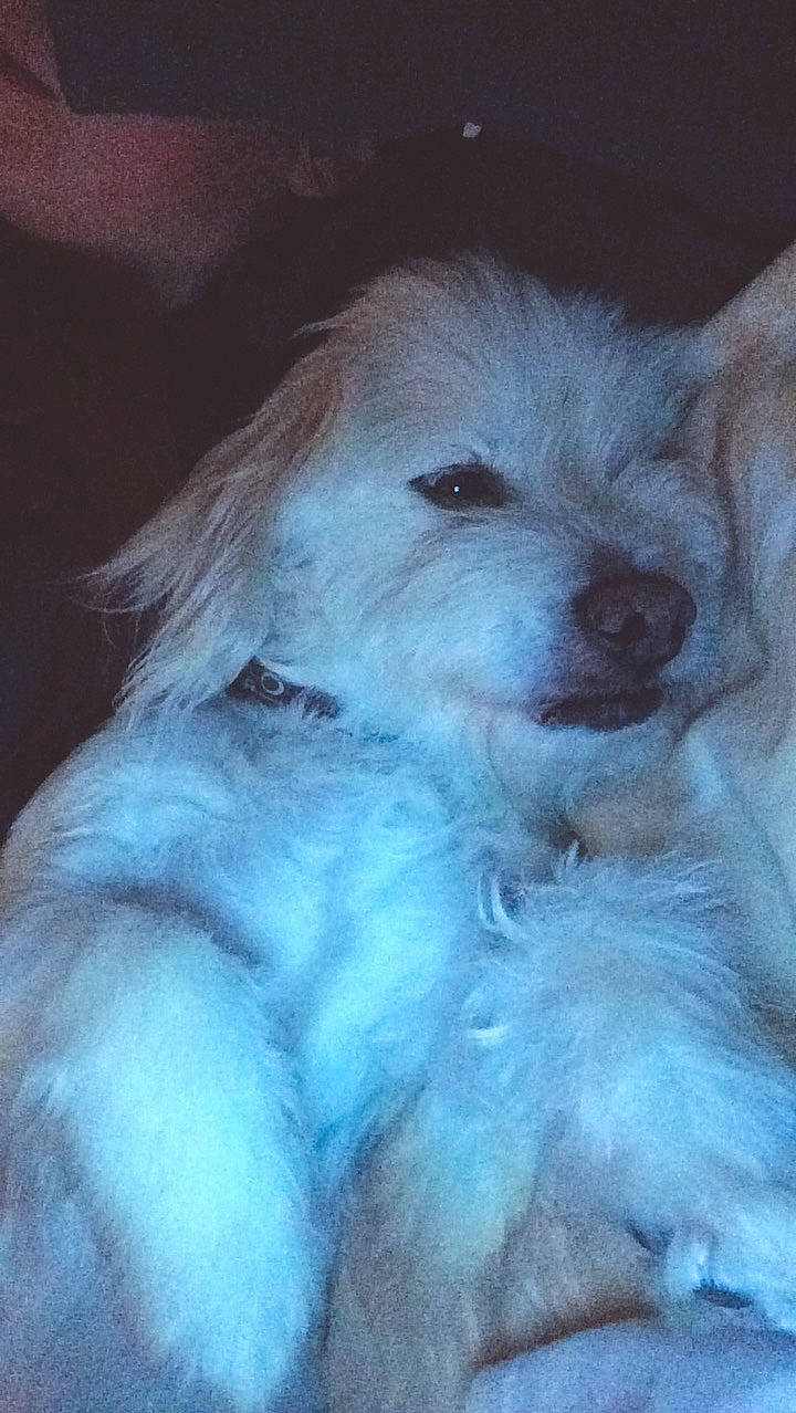 Guss participe au concours pour gagner de l'argent avec cette photo : bichon, canidae, carnivore, cockapoo, companion_dog, dog, dog_breed, havanese, labradoodle, maltese, mammal, puppy, puppy_love, schnoodle, sporting_group, toy_dog, west_highland_white_terrier