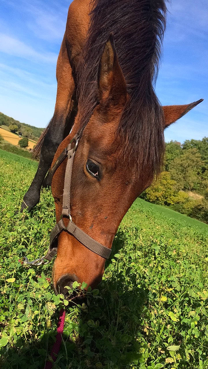 Balthazar participe au concours pour gagner de l'argent avec cette photo : bridle, grazing, halter, horse, horse_tack, liver, mammal, mane, mare, mustang_horse, pack_animal, pasture, rein, snout, sorrel, stallion, wildlife