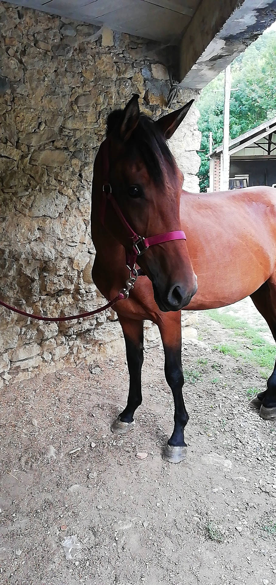 Balthazar participe au concours pour gagner de l'argent avec cette photo : bridle, fawn, halter, horse, horse_grooming, horse_harness, horse_supplies, horse_tack, liver, livestock, mammal, mane, mare, mustang_horse, pack_animal, rein, snout, sorrel, stallion, vertebrate