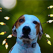 Kallys participe au concours pour gagner de l'argent avec cette photo : dog, lightbulbs, collar, portrait, animal, pet, expression, ears, face, cute, brown, white, outdoor, blurred_background, bokeh, decoration, glowing, whimsical, closeup, nature