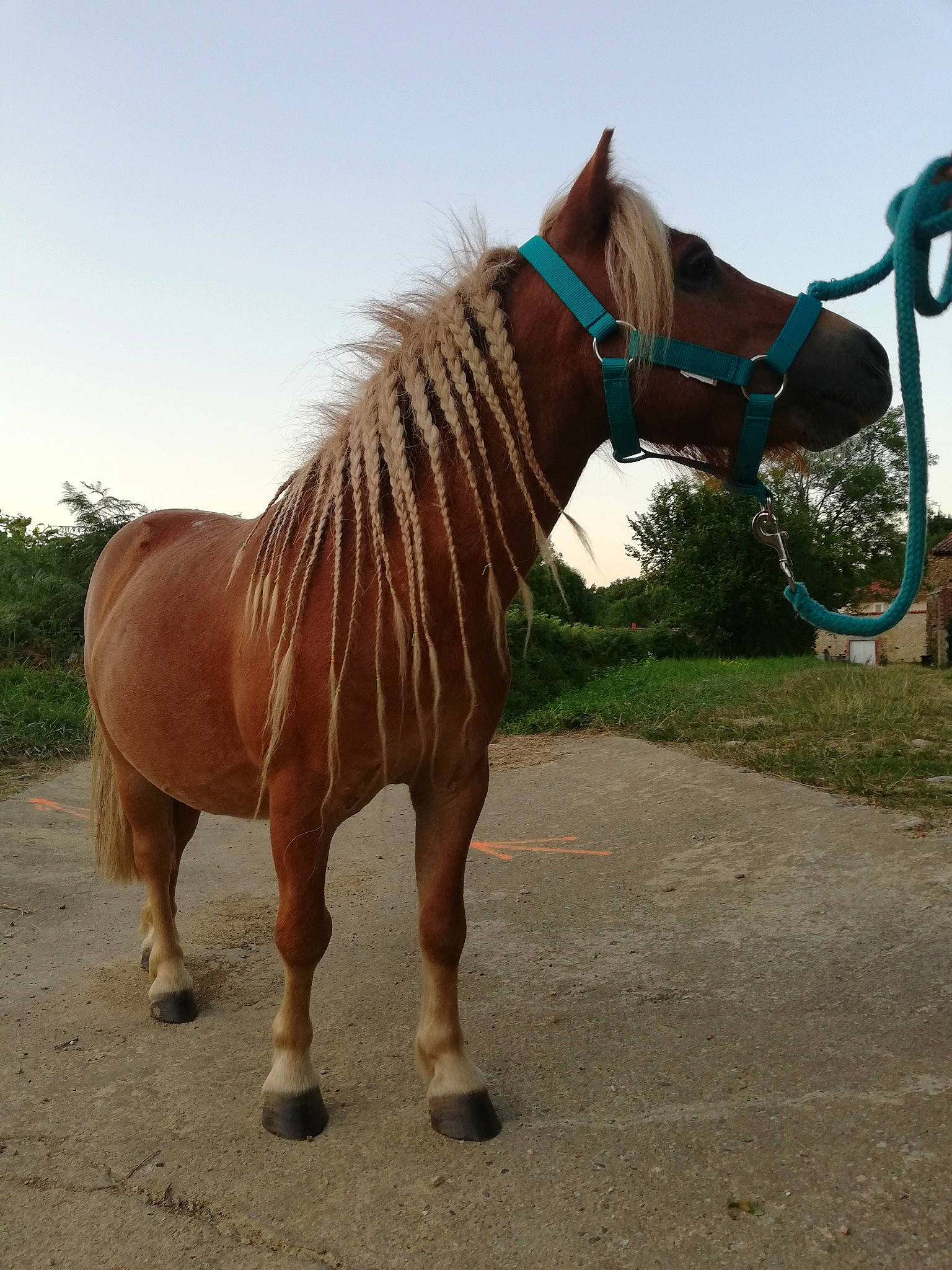 Chiquito participe au concours pour gagner de l'argent avec cette photo : horse, horse_supplies, horse_tack, livestock, mammal, mane, mare, mustang_horse, pony, rein, shetland_pony, snout, sorrel, stallion, vertebrate