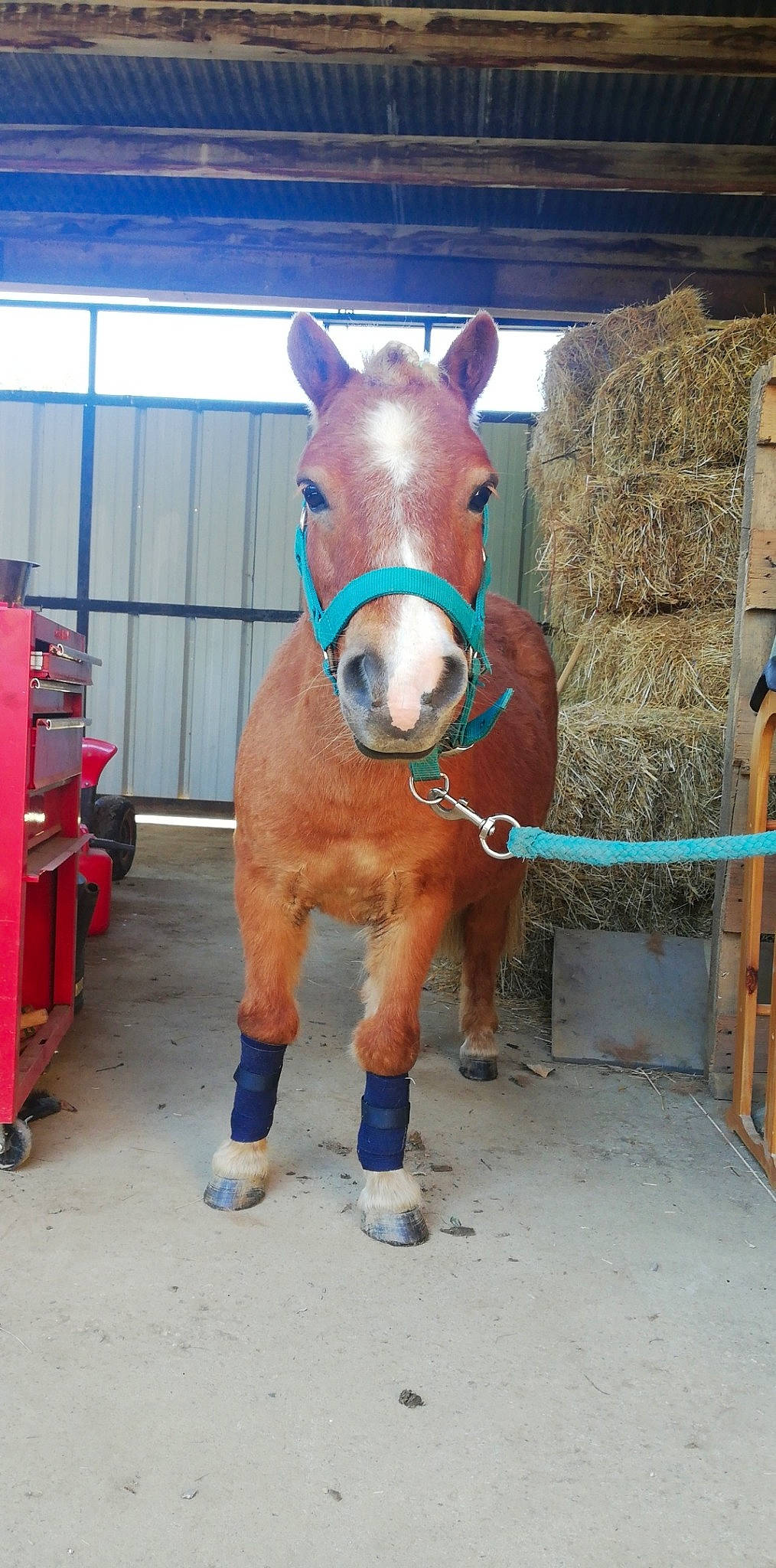 Chiquito a rejoint le concours — aidez-le/la à gagner de superbes lots ! bridle, horse, horse_grooming, horse_supplies, horse_tack, liver, mane, mare, pack_animal, snout, sorrel, stallion