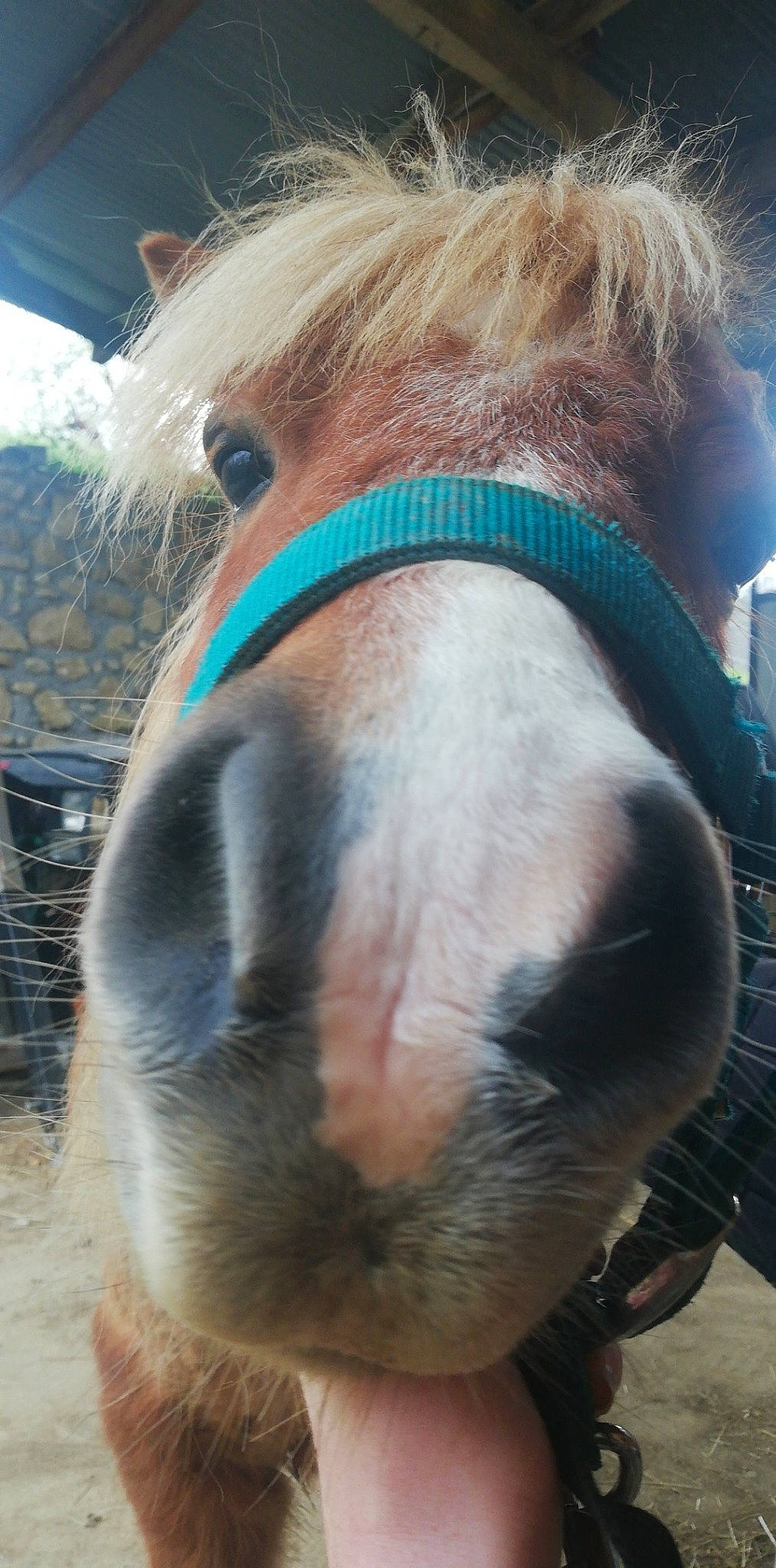 Chiquito a rejoint le concours — aidez-le/la à gagner de superbes lots ! ear, fawn, hair, horse, liver, livestock, mane, mare, neck, nose, pony, shetland_pony, snout, stallion