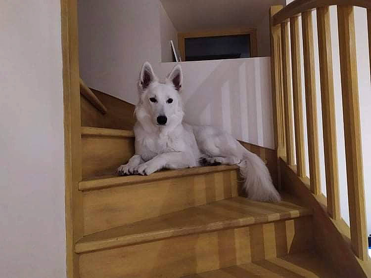 Kimba participe au concours pour gagner de l'argent avec cette photo : ancient_dog_breeds, art, canidae, canis, carnivore, companion_dog, dog, dog_breed, fawn, flooring, fur, hardwood, room, sporting_group, stairs, tail, window, wood, working_animal, working_dog