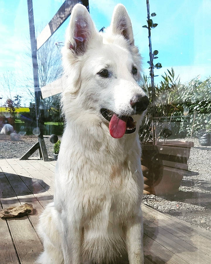 Kimba participe au concours pour gagner de l'argent avec cette photo : ancient_dog_breeds, canidae, canis, carnivore, cloud, collar, companion_dog, dog, dog_breed, dog_collar, fang, flowerpot, giant_dog_breed, houseplant, plant, sky, snout, sporting_group, working_animal, working_dog