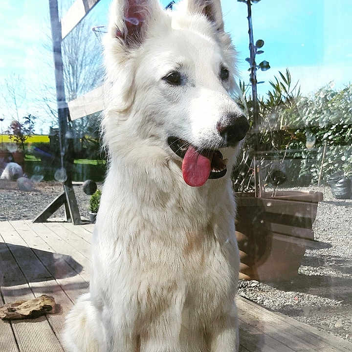 Kimba