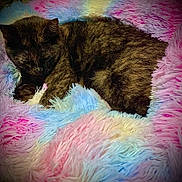 Diva joined the competition — help win amazing prizes! cat, sleeping, fluffy_blanket, pastel_colors, cozy, fur, pet, resting, indoor, closeup, cute, animal, soft_texture, multicolor, comfort, relaxation, bed, warm, peaceful, nap