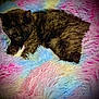 cat, sleeping, fluffy_blanket, pastel_colors, cozy, fur, pet, resting, indoor, closeup, cute, animal, soft_texture, multicolor, comfort, relaxation, bed, warm, peaceful, nap